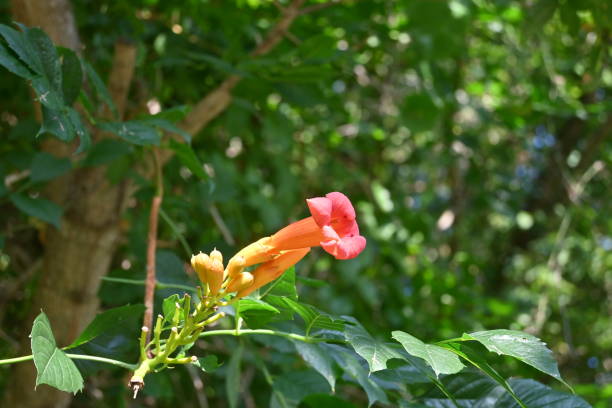 istock Trumpet vine with orange flower 2187915059