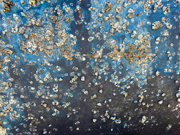 Close up shell covered boat bottom background