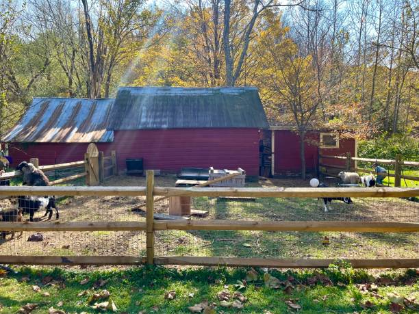 istock Goats on the Farm 2187915378