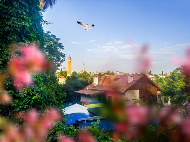 Flowers blossom pink purple bougainvillea and mulberry tree leaves against blue sky in summer garden