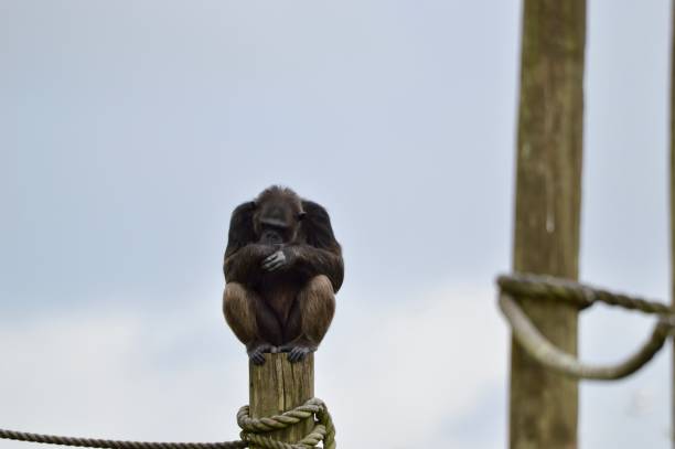istock Lion Country Safari 2187918290