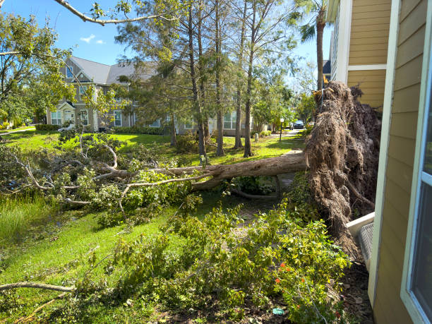 istock Close up large fallen tree by house after hurricane 2187918850