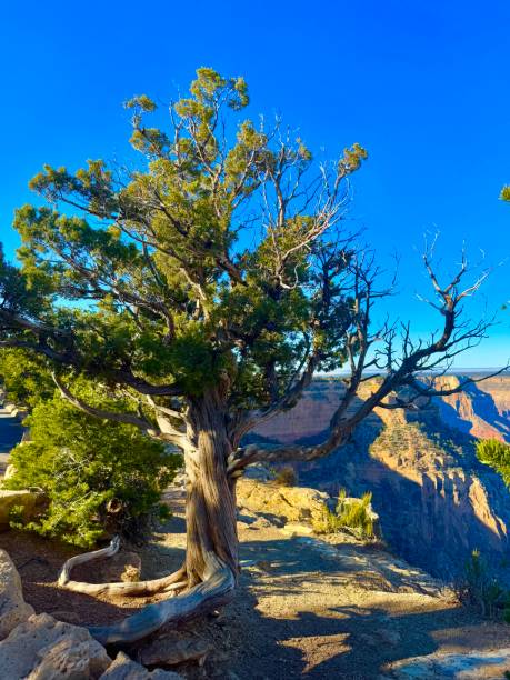 istock Grand Canyon National Park 2187920571