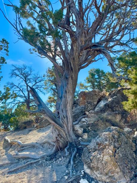 istock Grand Canyon National Park 2187920933