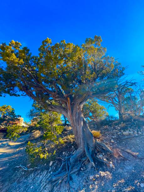 istock Grand Canyon National Park 2187921398