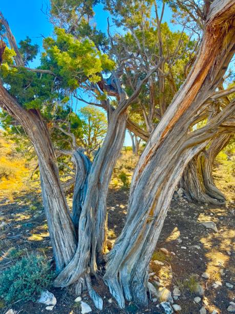 istock Grand Canyon National Park 2187921491