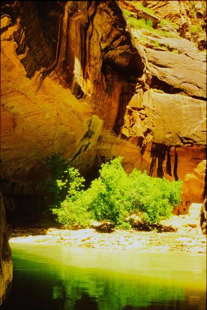 istock Zion National Park Utah June 1985 2187921745