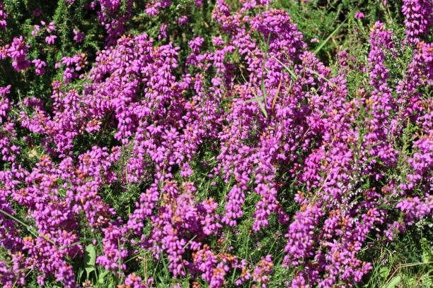 istock Pink bell heather flowers in close up 2187923363