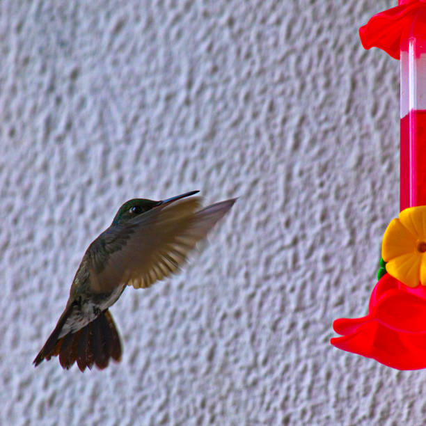 istock small hummingbird known as Sapphire-spangled Emerald ( Chionomesa lactea ) approaching a plastic feeder. 2187923951
