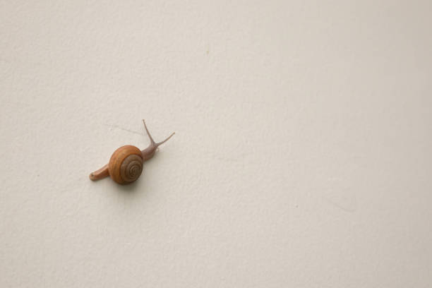A close-up of a garden snail at the park.