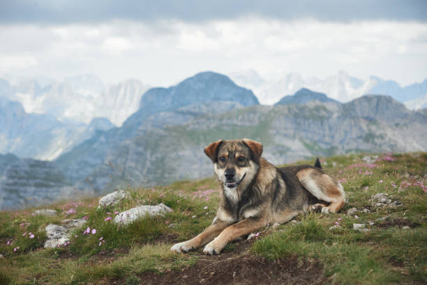 istock Dog lying on grassy slope in mountains 2187928021
