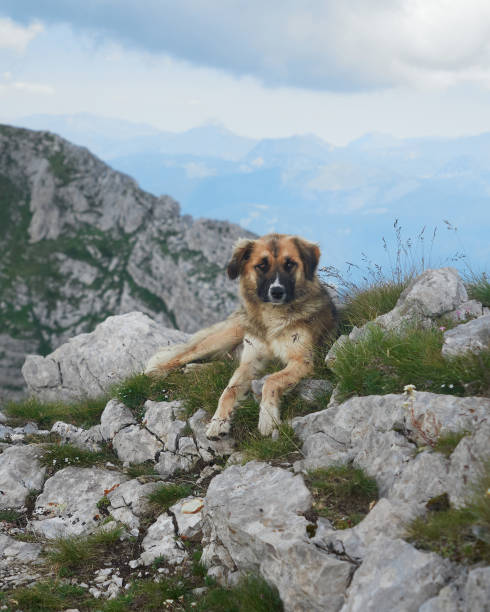 istock Dog resting on rocky mountain terrain 2187928034