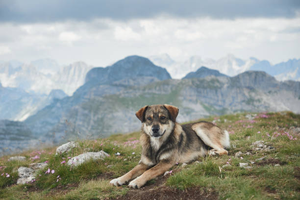 Belgian Malinois catches ball in mountain meadow