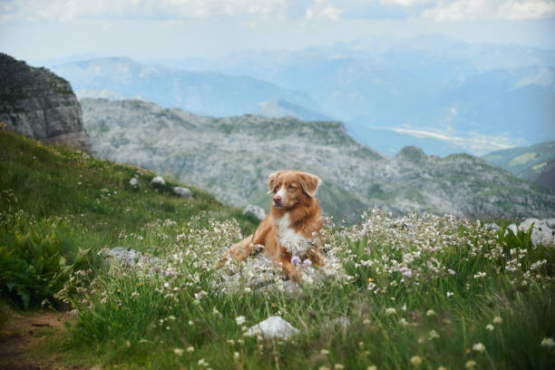 istock Dog resting in alpine wilderness with distant mountains 2187928055