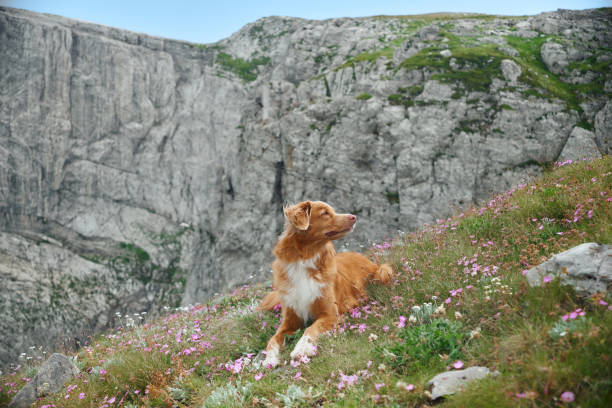 istock Dog sitting in a flower-covered alpine meadow 2187928056