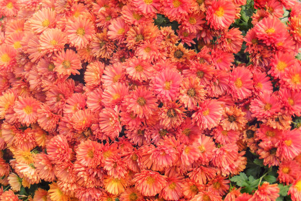 istock Autumn chrysanthemum flowers as a background. 2187931921