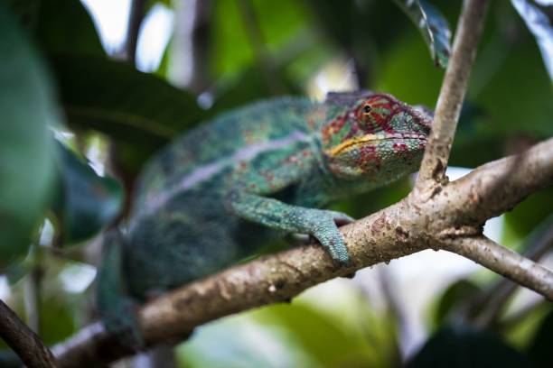 istock Vibrant Panther Chameleon Perched in Madagascar Forest 2187941773