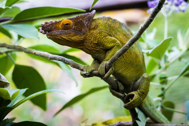 istock Parson's Chameleon Perched in Madagascar Forest 2187941808