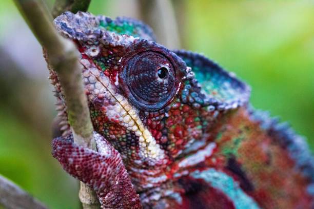 istock Vibrant Panther Chameleon Perched in Madagascar Forest 2187941846