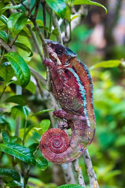 istock Vibrant Panther Chameleon Perched in Madagascar Forest 2187941847