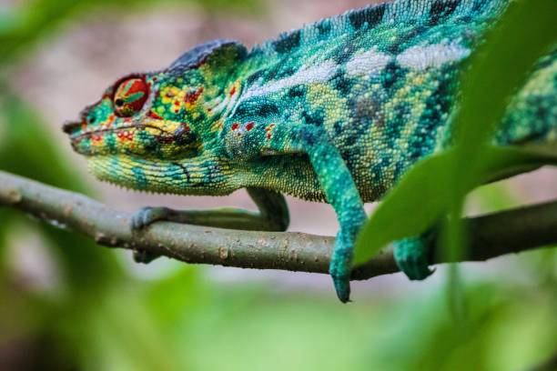 istock Vibrant Panther Chameleon Perched in Madagascar Forest 2187941909