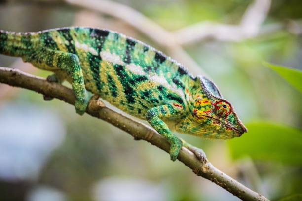 istock Vibrant Panther Chameleon Perched in Madagascar Forest 2187941953