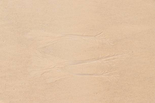 istock Intricate Patterns Etched in the Sand by the Tide 2187942118