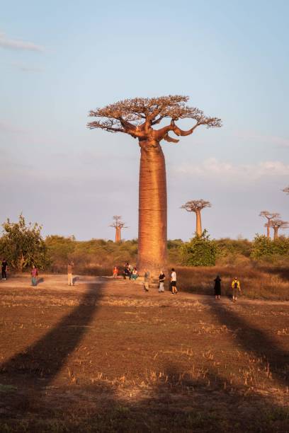 istock Majestic Baobabs Silhouetted Against the Setting Sun in Madagascar 2187942226