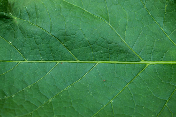 istock Beautiful texture on green leaves. Natural line pattern on leaves. 2187942719