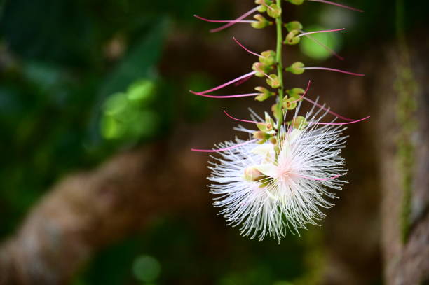 istock Barringtonia Racemosa: Daytime Elegance 2187943119