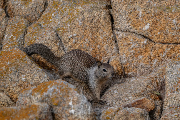 The California ground squirrel (Otospermophilus beecheyi), also known as the Beechey ground squirrel, is a common and easily observed ground squirrel of the western United States and the Baja California Peninsula; it is common in Oregon and California. Monterey , California.