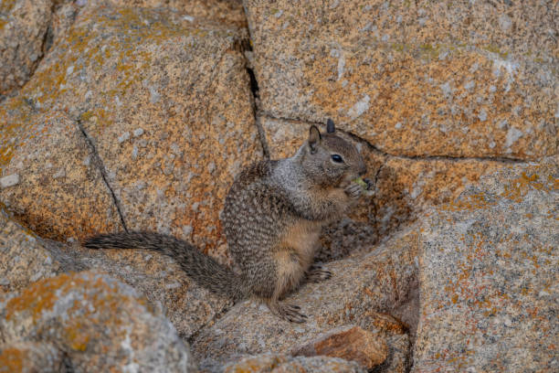 The California ground squirrel (Otospermophilus beecheyi), also known as the Beechey ground squirrel, is a common and easily observed ground squirrel of the western United States and the Baja California Peninsula; it is common in Oregon and California. The California ground squirrel (Otospermophilus beecheyi), also known as the Beechey ground squirrel, is a common and easily observed ground squirrel of the western United States and the Baja California Peninsula; it is common in Oregon and California. Monterey , California. california ground squirrel otospermophilus beecheyi stock pictures, royalty-free photos & images