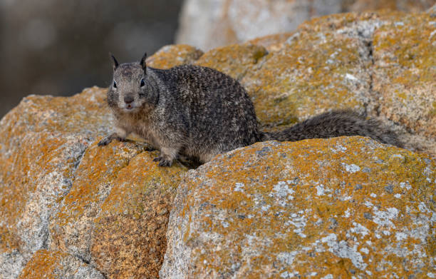 The California ground squirrel (Otospermophilus beecheyi), also known as the Beechey ground squirrel, is a common and easily observed ground squirrel of the western United States and the Baja California Peninsula; it is common in Oregon and California. The California ground squirrel (Otospermophilus beecheyi), also known as the Beechey ground squirrel, is a common and easily observed ground squirrel of the western United States and the Baja California Peninsula; it is common in Oregon and California. Monterey , California. california ground squirrel otospermophilus beecheyi stock pictures, royalty-free photos & images