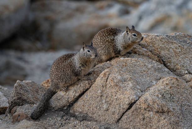 The California ground squirrel (Otospermophilus beecheyi), also known as the Beechey ground squirrel, is a common and easily observed ground squirrel of the western United States and the Baja California Peninsula; it is common in Oregon and California. Monterey , California. the california ground squirrel (otospermophilus beecheyi), also known as the beechey ground squirrel, is a common and easily observed ground squirrel of the western united states and the baja california peninsula; it is common in oregon and california.
