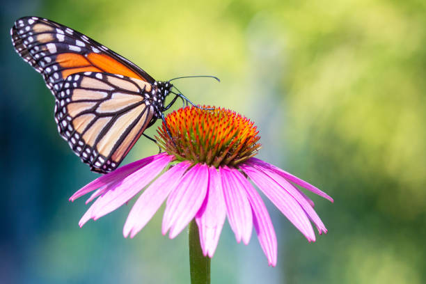 Monarch Butterfly sipping nectar of a pink cone flower echinacea