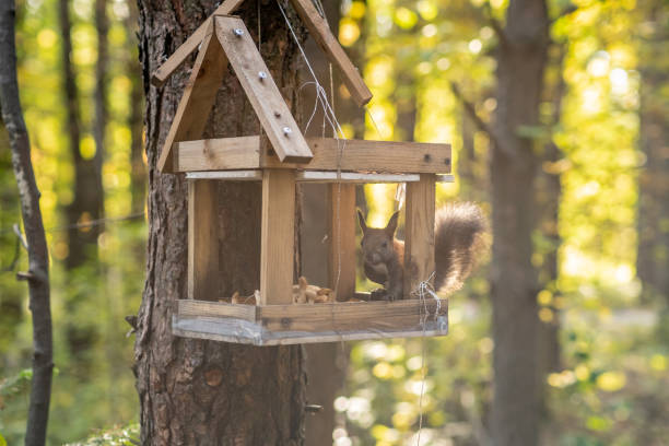 istock A beautiful red squirrel climbs a tree in search of food. 2187947109