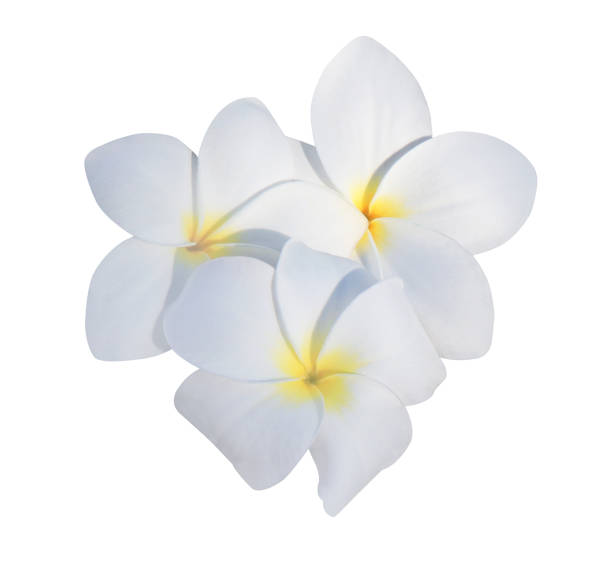 istock Plumeria or Frangipani flowers. 2187948674