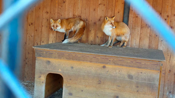istock Two red foxes are standing on a wooden structure within their enclosure, possibly a zoo or sanctuary 2187948712