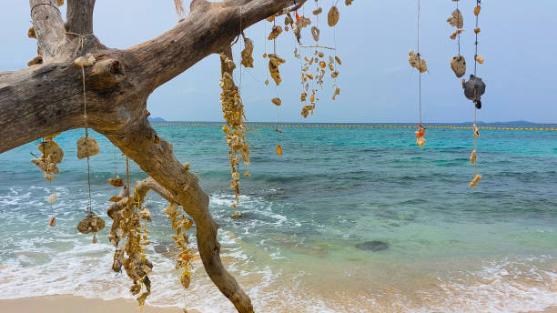 istock Hanging seashells decorating driftwood on a beautiful beach with turquoise water 2187948771
