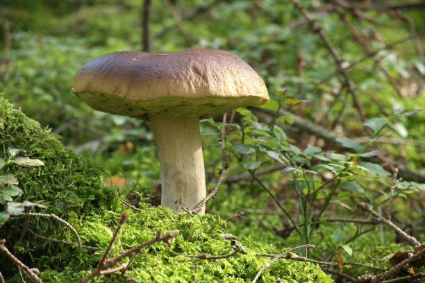 istock Boletus mushroom growing in a verdant forest setting, surrounded by vibrant green moss 2187949972