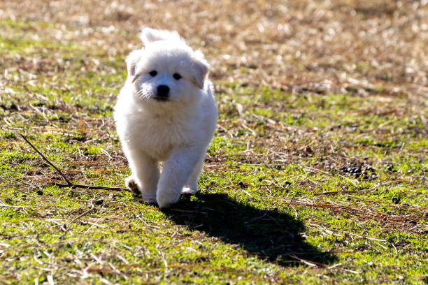 Working sheep dog puppy on a farm