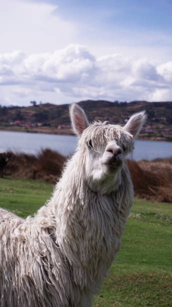 istock Graceful Guardian of the Andes 2187950916