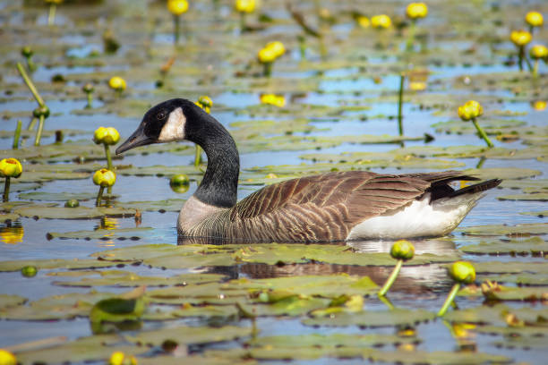 Canada goose gliding through a serene pond filled with yellow lily pads, showcasing natural beauty, wildlife, and a peaceful aquatic habitat.