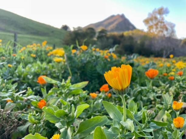 istock Flowers and peaks 2187953651
