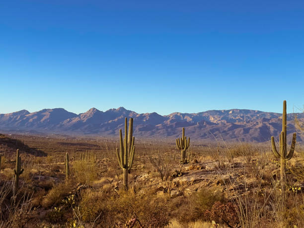 istock Saguaro National Park 2187954763