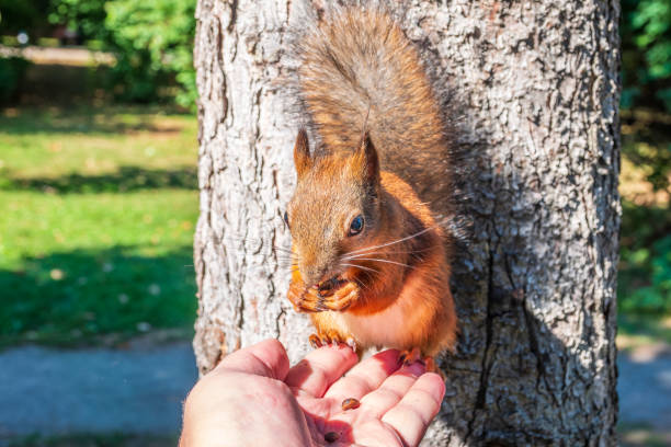 istock A squirrel in the autumn eats nuts from a human hand. Eurasian red squirrel, Sciurus vulgaris 2187956793