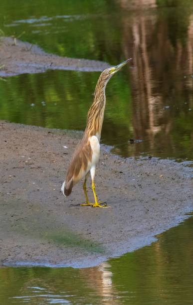 istock Purple Heron at a riverbank 2187959466