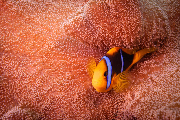 Clown fish in anemone - Orange fin anemonefish (Amphiprion chrysopterus)
