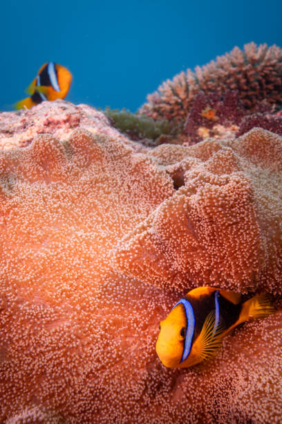 istock Orange fin clownfish inside anemone 2187961867