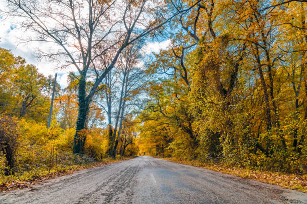 Empty asphalt road among yellow autumn trees in the forest